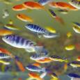 A variety of brightly colored Lake Malawi cichlids share a freshwater aquarium.