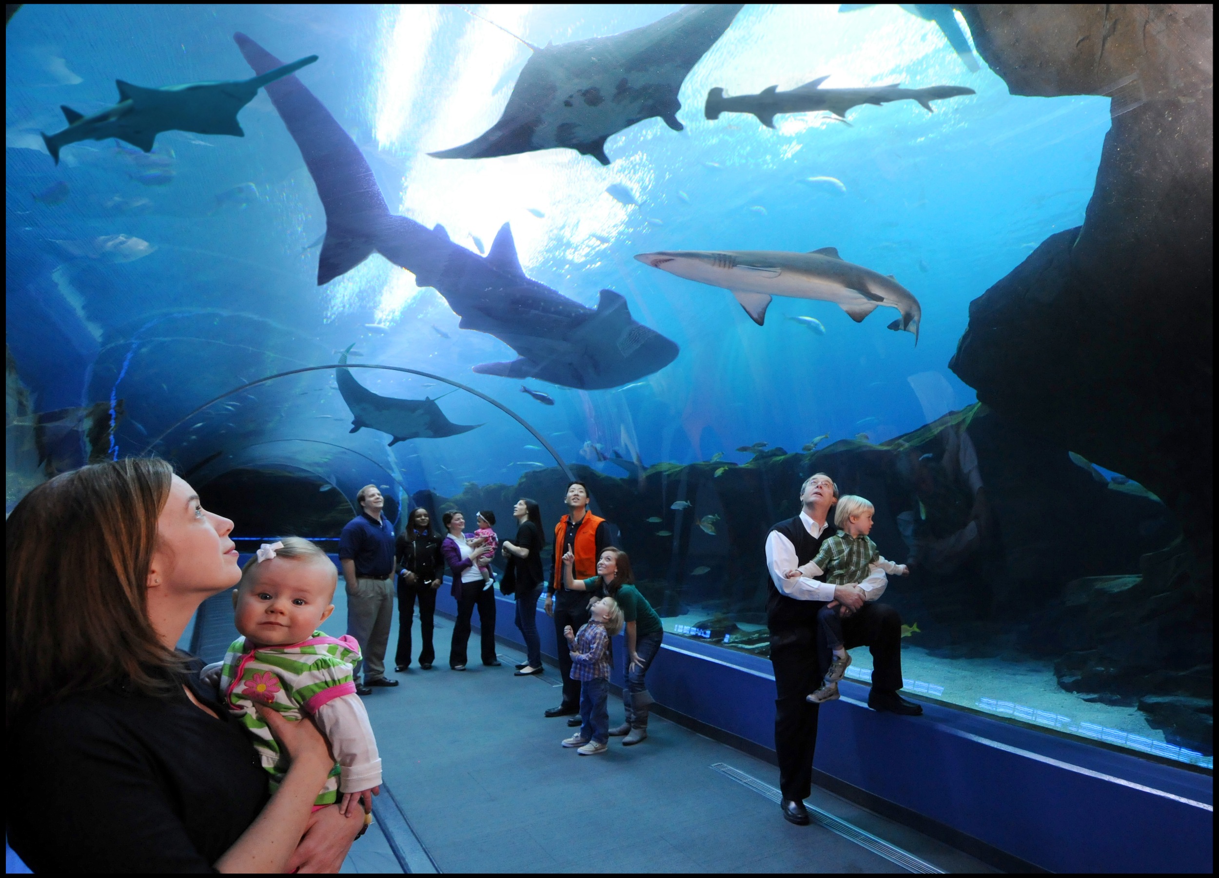 The Atlanta Aquarium - just a few blocks from Georgia Tech