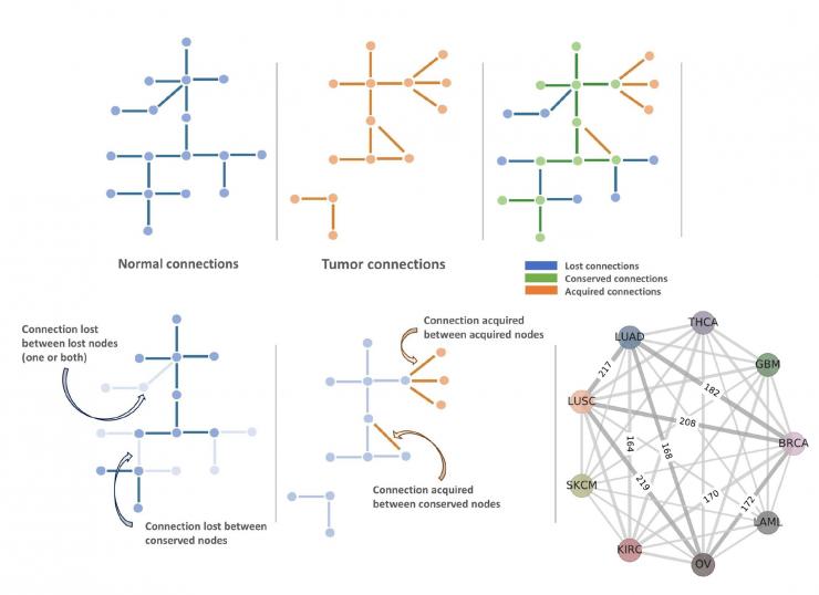 Cancer networks and nodes. (Graphic courtesy Zainab Arshad)