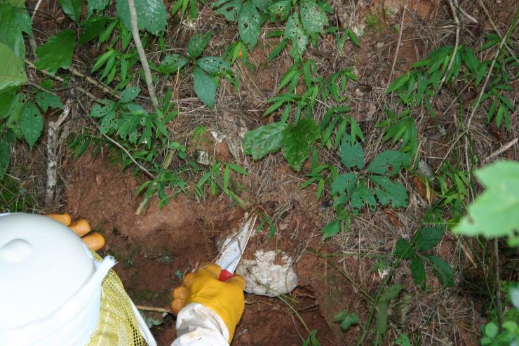 Removing nest from ground