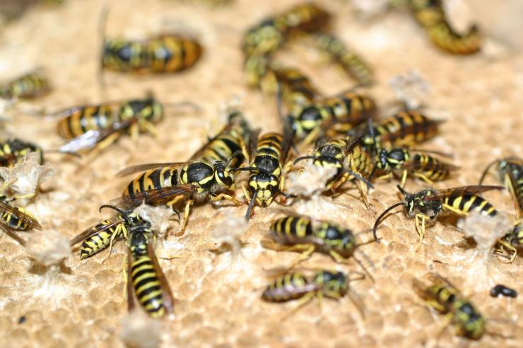 Yellow jackets