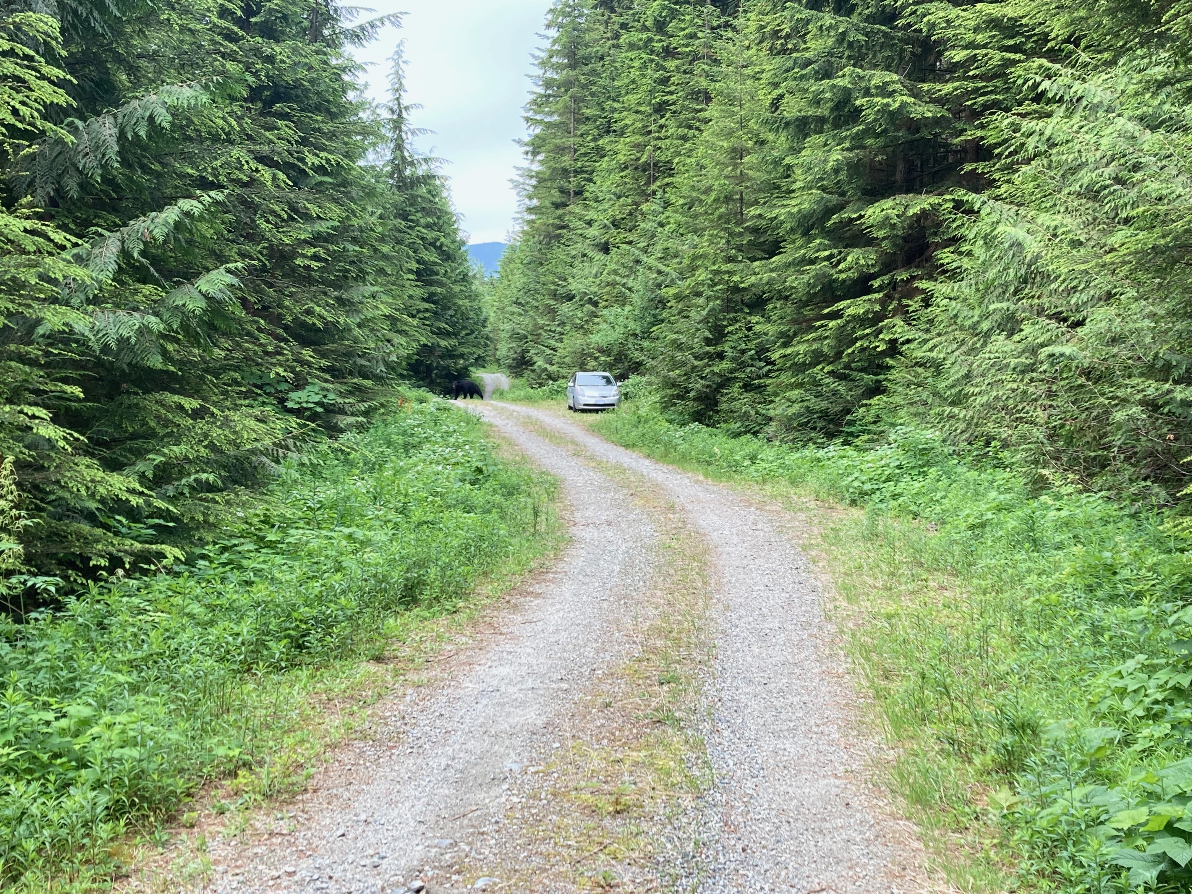 While locating the field sites, Freeman spotted this bear on an old road. (Credit: Benjamin Freeman)