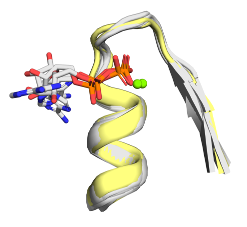 <p>Schematic representation of cofactor-bound Walker A P-loops. This figure is adapted from Demkiv et al., Mol. Biol. Evol. 2025, 42, msaf055, originally published under a CC-BY license.</p> Schematic representation of cofactor-bound Walker A P-loops.