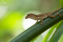 A Puerto Rican crested anole, Anolis cristatellus (Credit: Days Edge Productions)