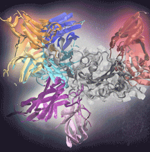 Deep learning effectively predicts antibodies targeting distinct epitopes on the SARS-CoV-2 spike protein (gray, center). 