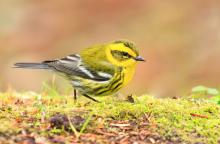 Townsend's Warbler, a small songbird that lives in the forests of the Pacific Northwest. (Credit: Melissa Hafting, @bcbirdergirl)