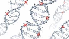 Scientific rendering of multiple DNA double helices with several embedded ribonucleotides highlighted in red along the strands. The red RNA building blocks appear at distinct locations within the gray DNA structure, illustrating how ribonucleotides can become incorporated into human DNA.