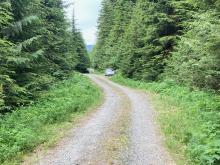 While locating the field sites, Freeman spotted this bear on an old road. (Credit: Benjamin Freeman)