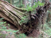 A large downed cedar tree in one of the lowland old-growth forests that Freeman navigated. (Credit: Benjamin Freeman)
