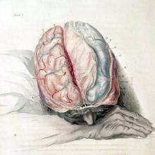 "Charles Bell Anatomy of the Brain, c. 1802" (Wikimedia Commons, Shaheen Lakhan)