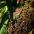 Two Cuban brown anoles, Anolis sagrei (Credit: Day's Edge Productions)
