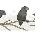 A 40-year field study of Galápagos ground finches (Geospiza sp.) has provided unparalleled insights into how natural selection operates in the wild and how new species might form. (Illustration: Mark Belan/ArtSciStudios)