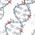 Scientific rendering of multiple DNA double helices with several embedded ribonucleotides highlighted in red along the strands. The red RNA building blocks appear at distinct locations within the gray DNA structure, illustrating how ribonucleotides can become incorporated into human DNA.