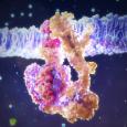 ATP synthase is an enzyme that has been using phosphate to generate life’s energy for millions of years.